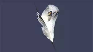 Möwe guckst du Möwe guckst du