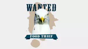 Wanted – Food Thief