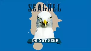 Seagull – do not feed