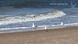 Hintergrundbild: Möwen am Strand der Ostsee