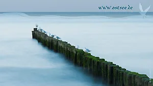 Hintergrundbild: Buhnen und Möwen an der Ostsee