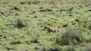 Ein Fuchs unterwegs in der Kernzone