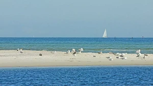 Möwen auf der Sandbank vor der Küstenlinie