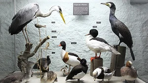 Ausstellung – Vögel der Küstenregion