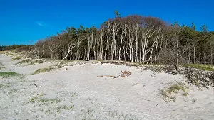 Waldkiefern und Birken wachsen bis an den Strand