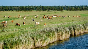 Rinder auf den Wiesen im Nationalpark