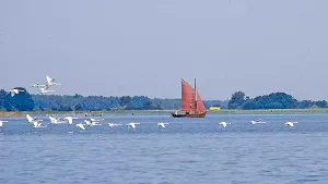 Zeesboot und Schwäne auf dem Bodden Zeesboot und Schwäne auf dem Bodden
