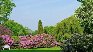 Rhododendron Park Graal-Mueritz