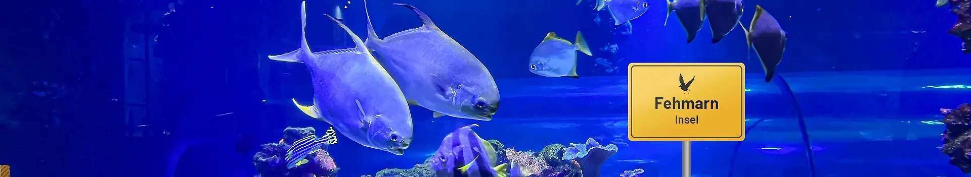 Aquarium im Meereszentrum Fehmarn