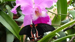 Schmetterling an einer Passionsblume