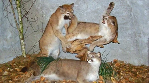 Tierpräparat Pumafamilie