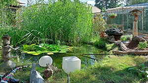 Außenanlage mit Teich