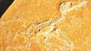 Pterodactylus, Malm Zeta, Eichstatt