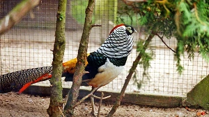 Tiere im Vogelpark