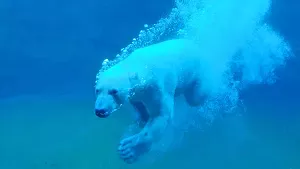 Tauchender Eisbär im Polarium