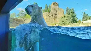 Eisbär im Polarium