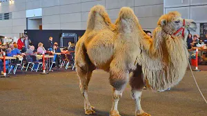 Zweihöckriges Kamel