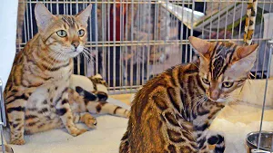 Katzen in einem Käfig sind auf der Messe Tier & Natur zu sehen