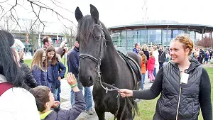 ein Pferd wird den Messebesuchern gezeigt