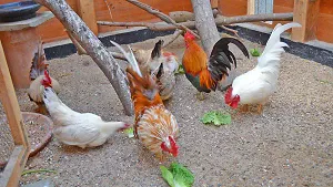 Hühner verschiedener Rassen