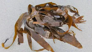 Algen am Strand