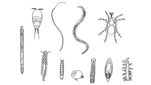 Typische Vertreter der Meiofauna: Bauchhärling, Rüsselkriecher, Muschelkrebs, Kiefermündler, Plattwurm, Borstenwurm (v. l. n. r.)