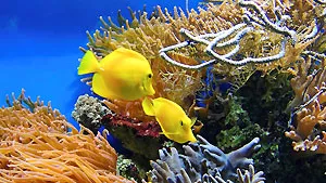 Aquarium GEOMAR Kiel