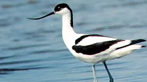 z. B. Naturschutzgebiet Graswarder in Heiligenhafen