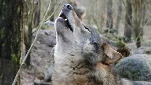 Wildpark-MV Güstrow | weitere Informationen anzeigen Wildpark-MV Güstrow | weitere Informationen anzeigen