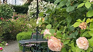 Rosengarten Rosarium | weitere Informationen anzeigen