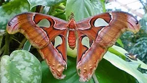 Schmetterlingsfarm Trassenheide | weitere Informationen anzeigen