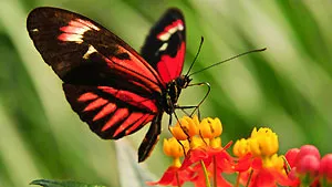 alaris Schmetterlingspark | weitere Informationen anzeigen