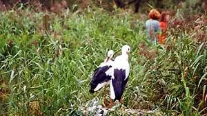 Vogelpark in Niendorf | weitere Informationen anzeigen