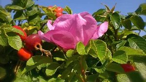 Hunds-Rose Hunds-Rose