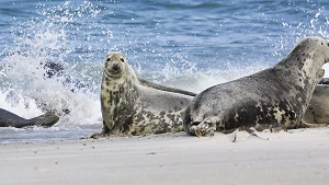 Robben in der Ostsee