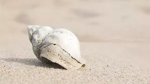 Wellhornschnecke Wellhornschnecke