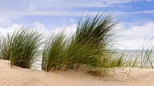 Strandhafer Strandhafer