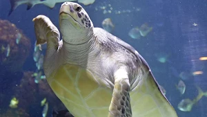 Meeresschildkröte Speedy