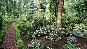 Botanischer Garten Christiansberg – Schattenpflanzen