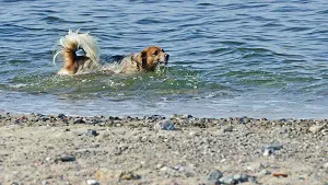 Hund beim schwimmen