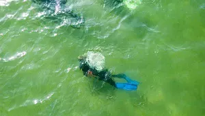 Tauchen in der Ostsee Tauchen in der Ostsee